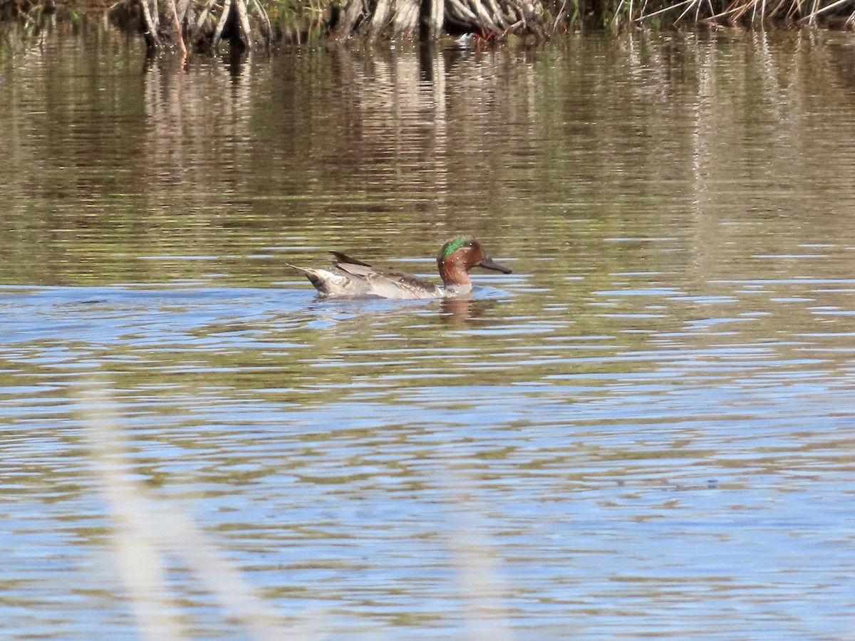 Green-winged Teal - ML630163635