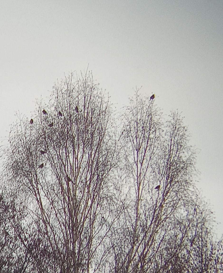 Bohemian Waxwing - ML630163686