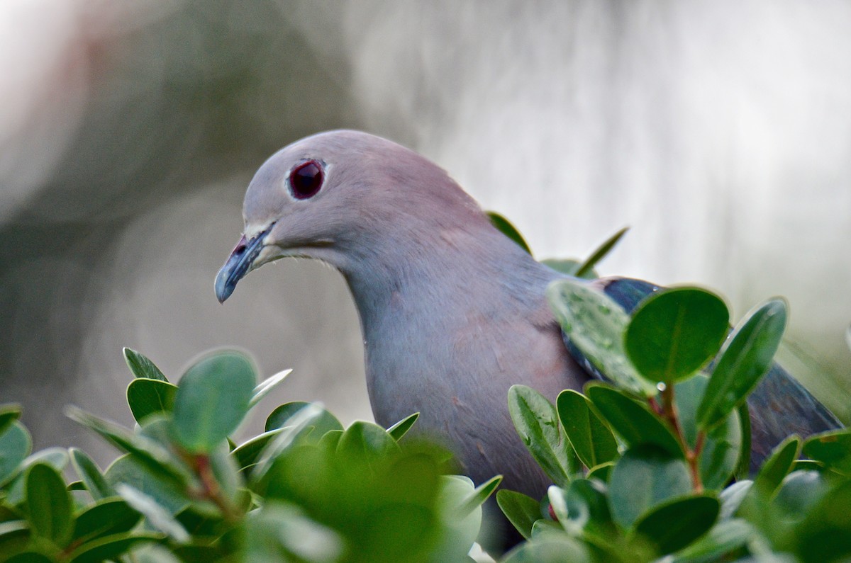 Green Imperial-Pigeon (Green) - ML630163851