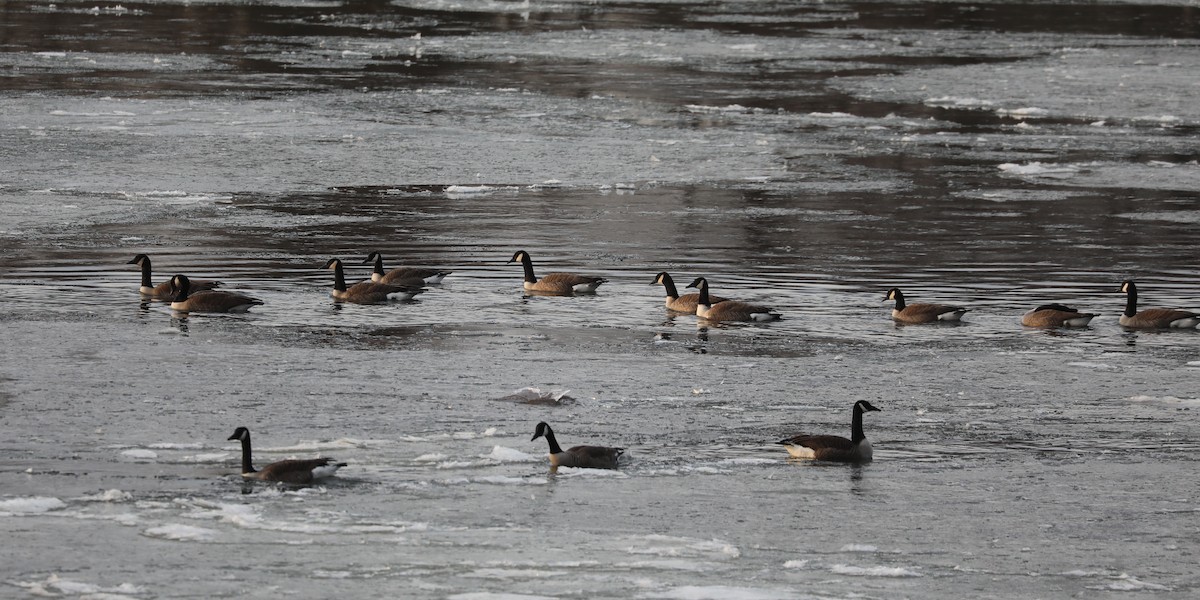 Canada Goose - ML630163969