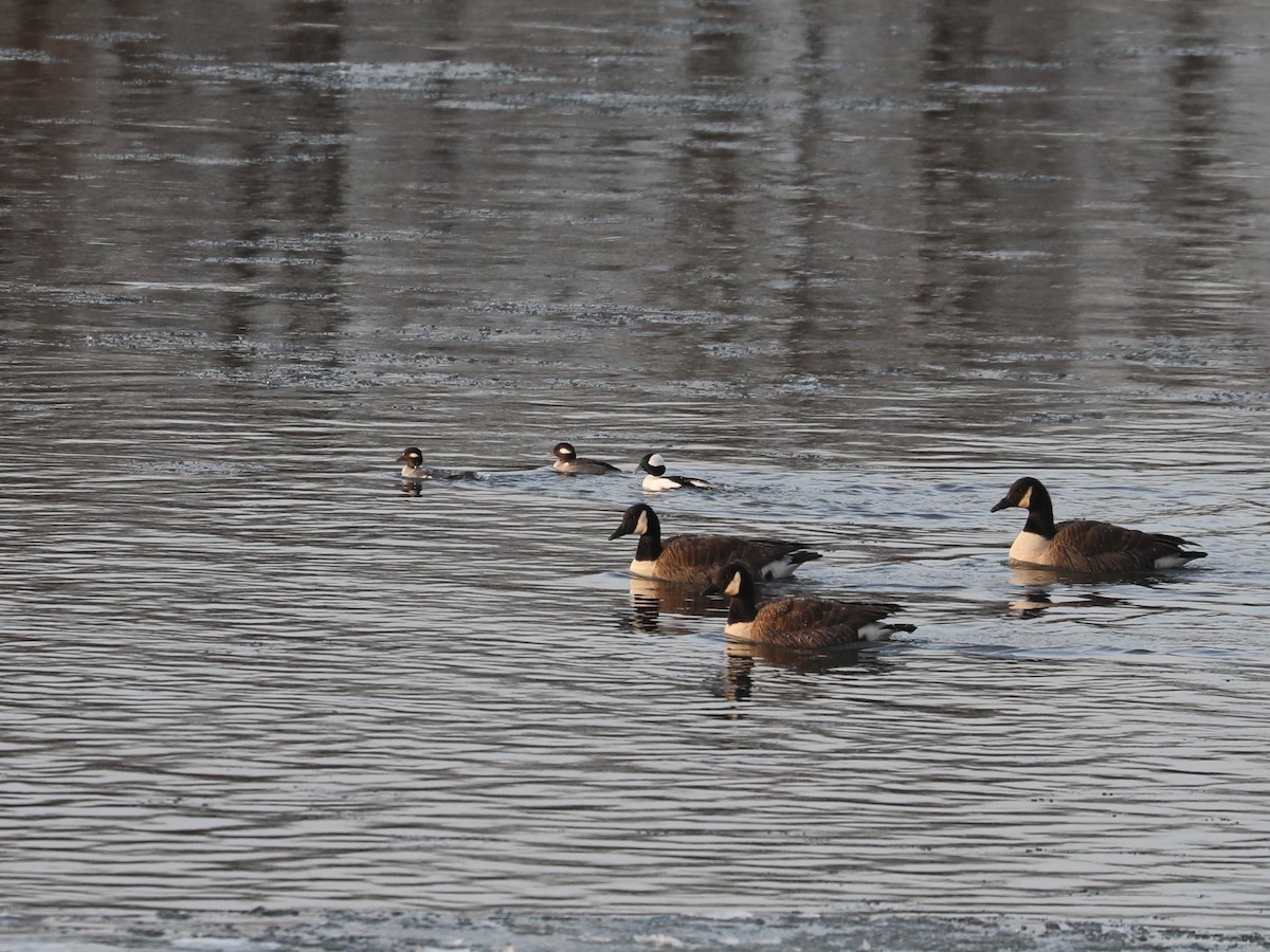 Bufflehead - ML630163970