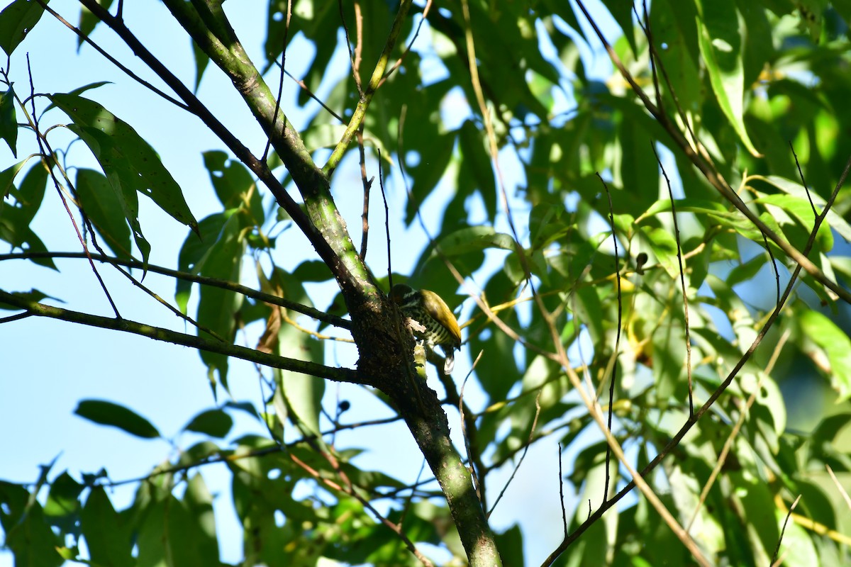 Speckled Piculet - ML630163988
