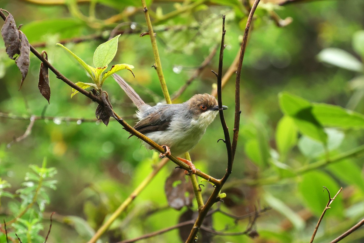 Brown-headed Apalis - ML630164035