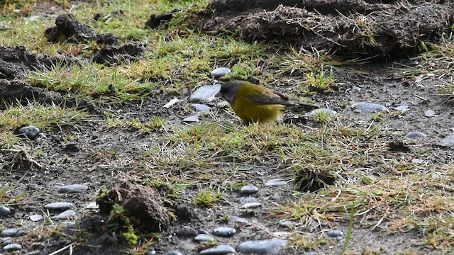 Patagonian Sierra Finch - ML630164037