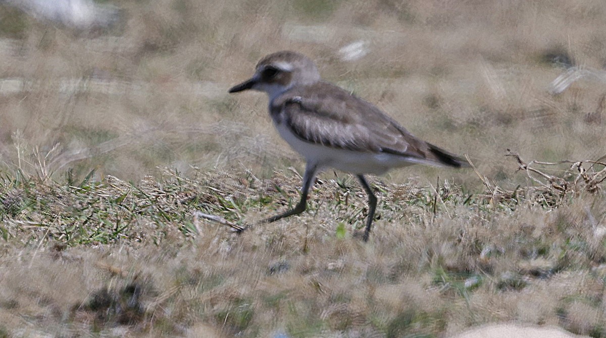 Tibetan Sand-Plover - ML630164049