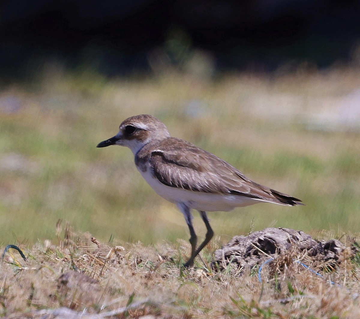 Tibetan Sand-Plover - ML630164050