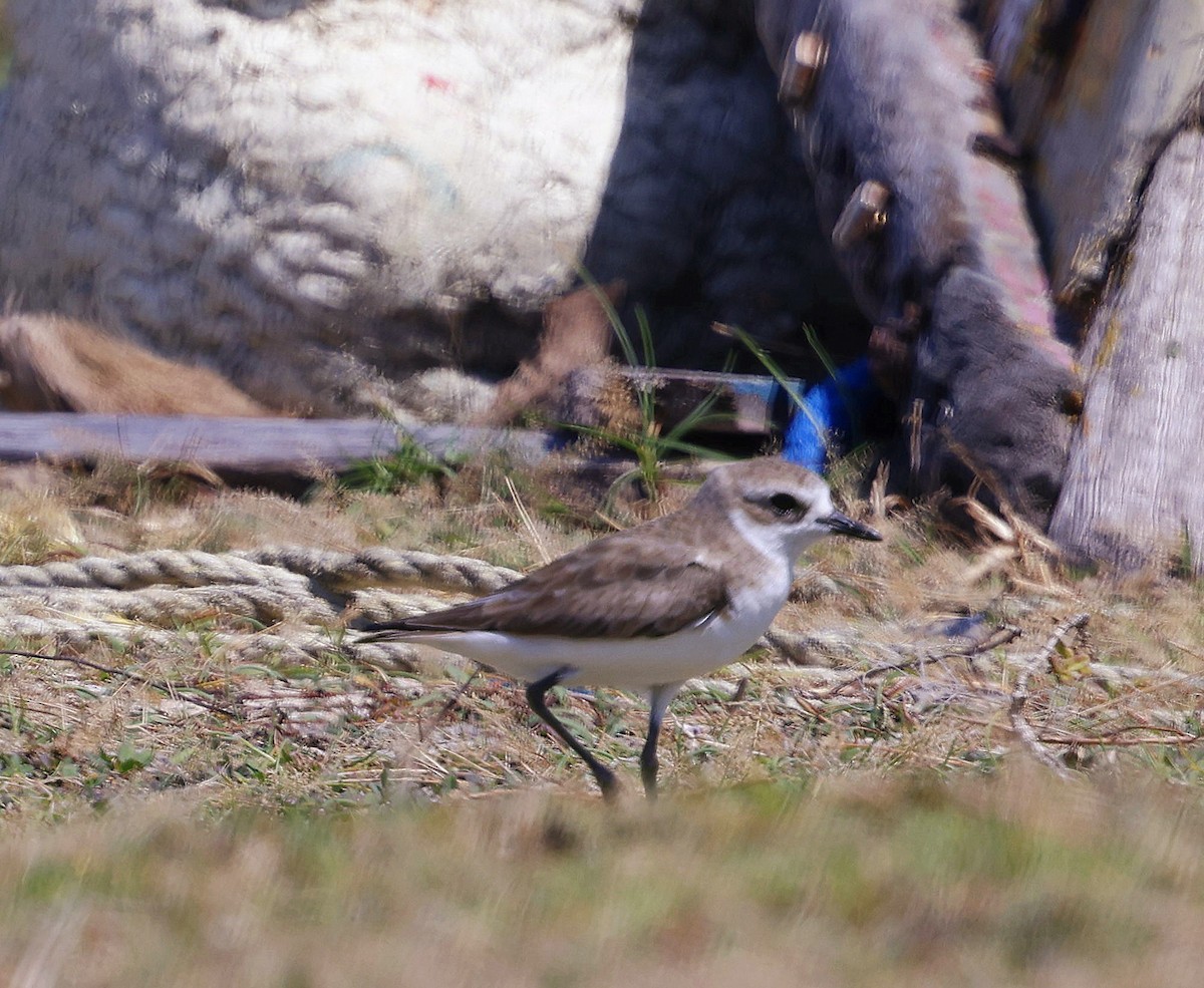 Tibetan Sand-Plover - ML630164051