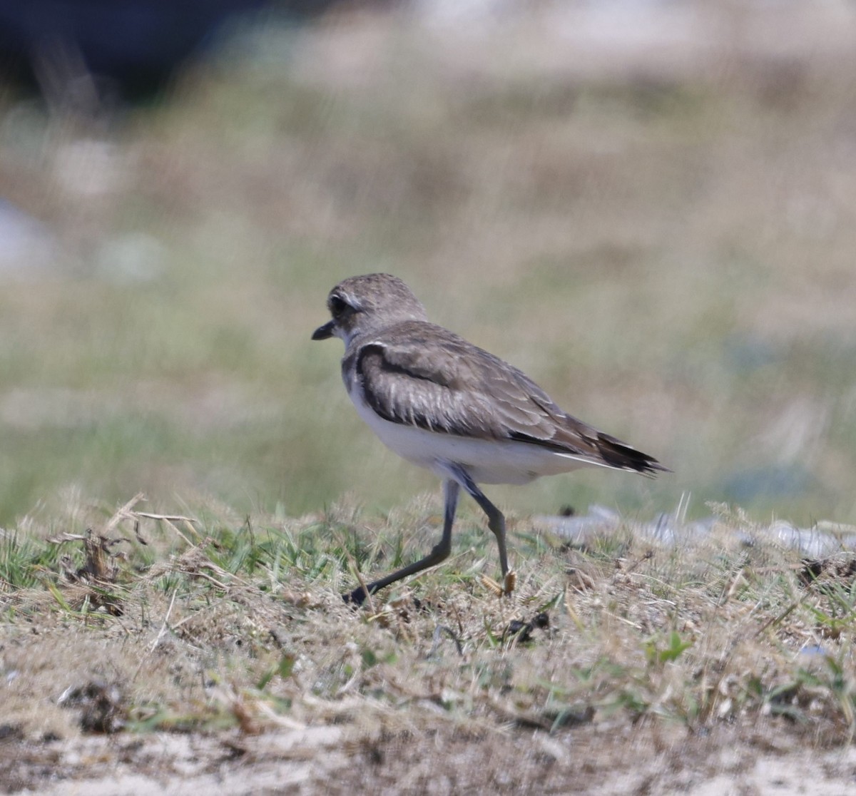 Tibetan Sand-Plover - ML630164052