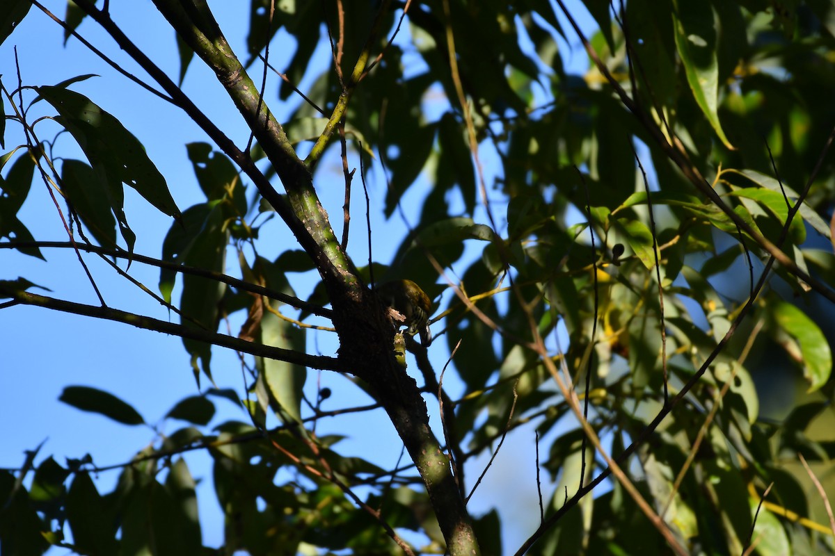 Speckled Piculet - ML630164135