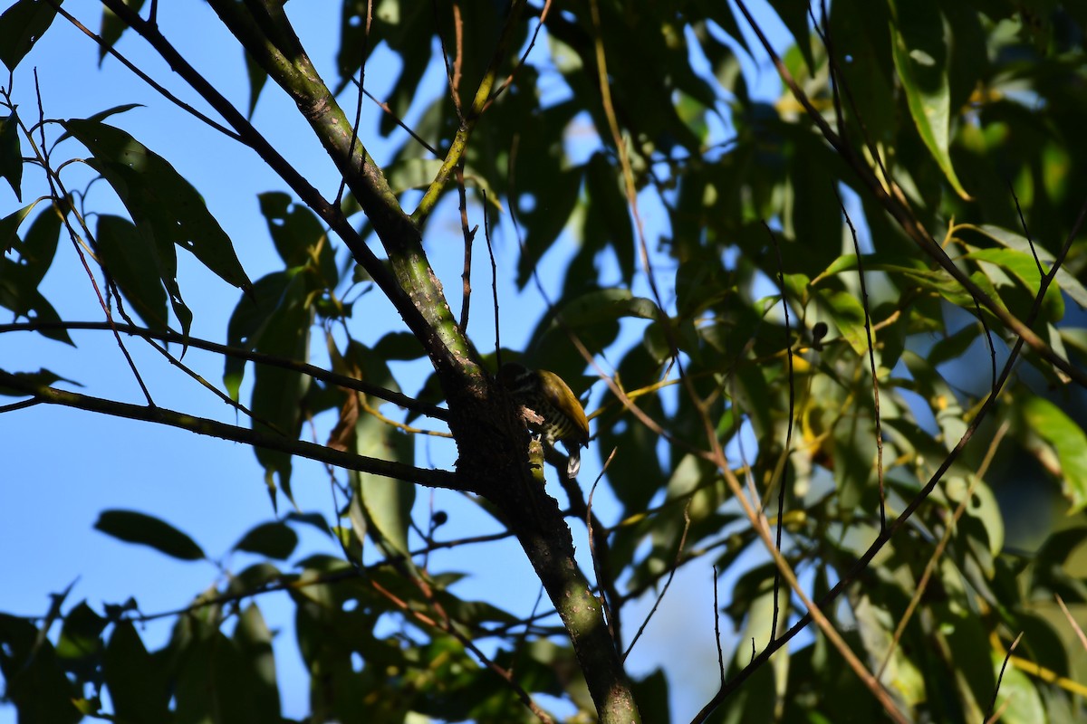 Speckled Piculet - ML630164136