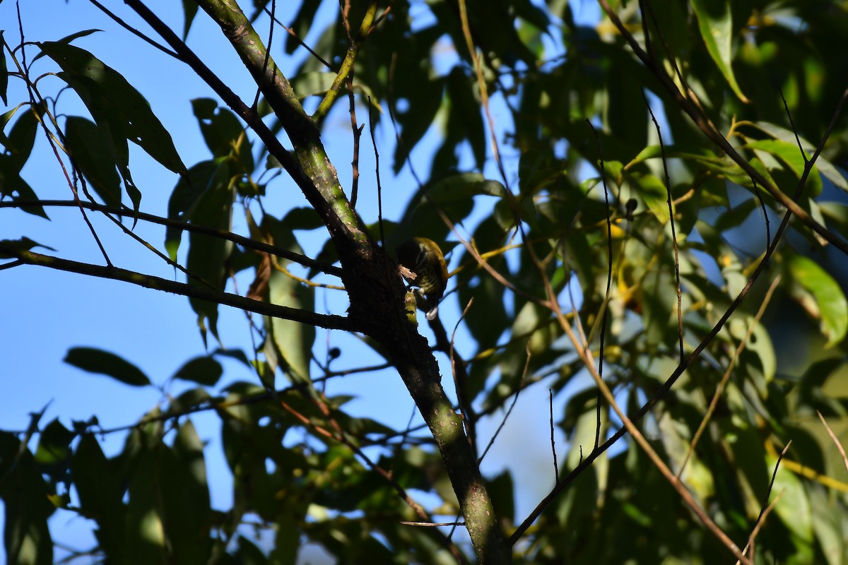 Speckled Piculet - ML630164137