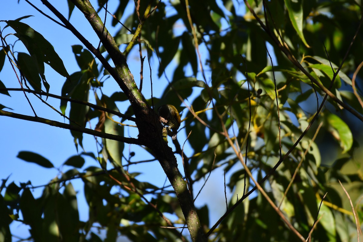 Speckled Piculet - ML630164138