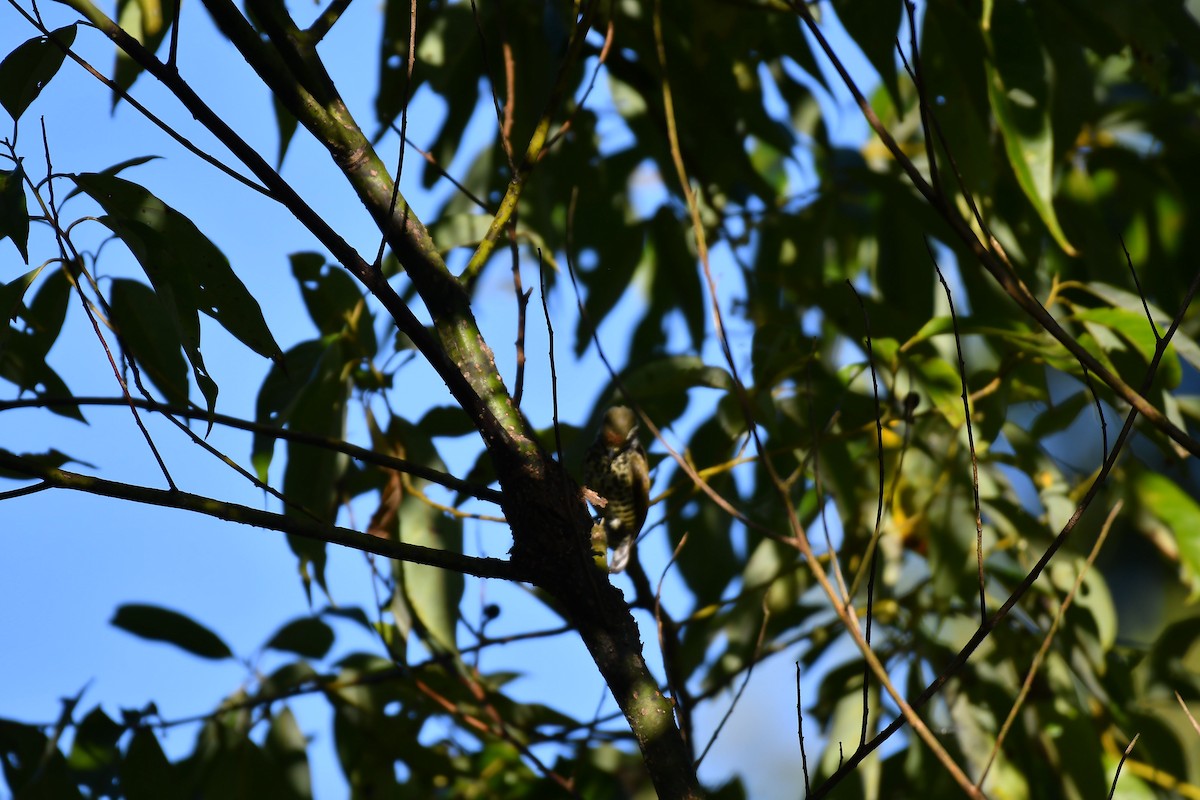 Speckled Piculet - ML630164139