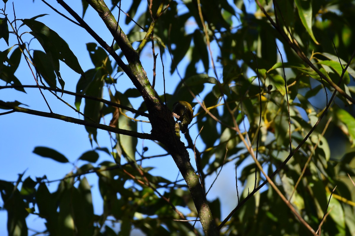 Speckled Piculet - ML630164140