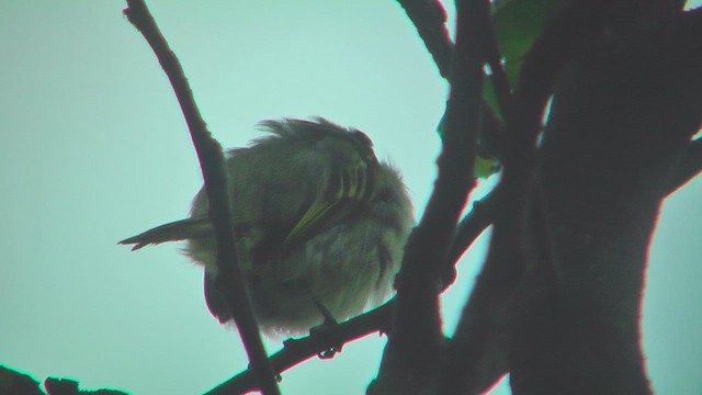 Choco Tyrannulet - ML630164251