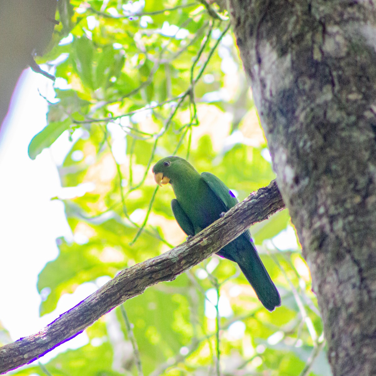 Blue-bellied Parrot - ML630164288