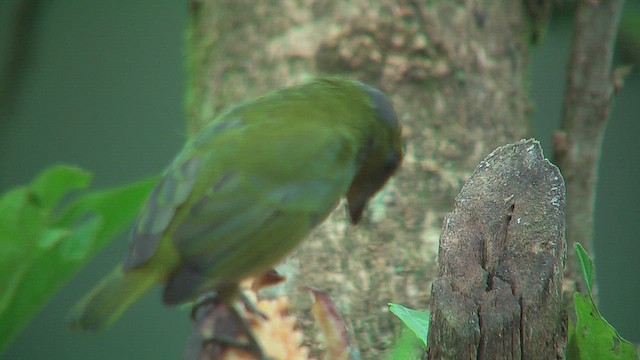 Orange-bellied Euphonia - ML630164312