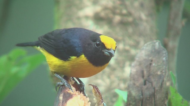 Orange-bellied Euphonia - ML630164314