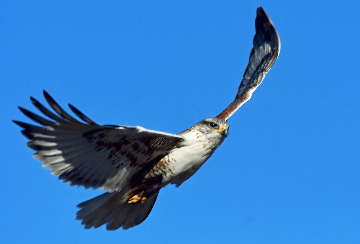 Ferruginous Hawk - ML630164406
