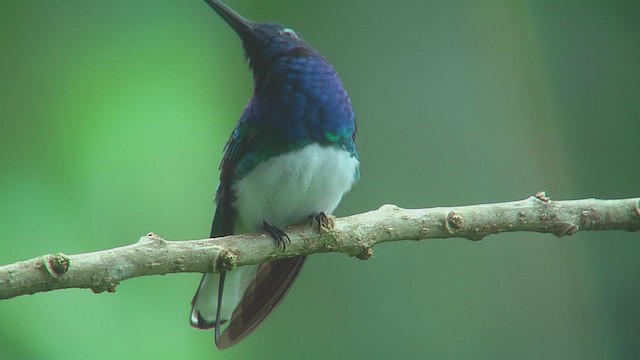 White-necked Jacobin - ML630164470