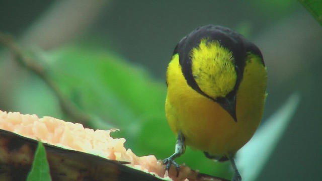 Thick-billed Euphonia - ML630164483