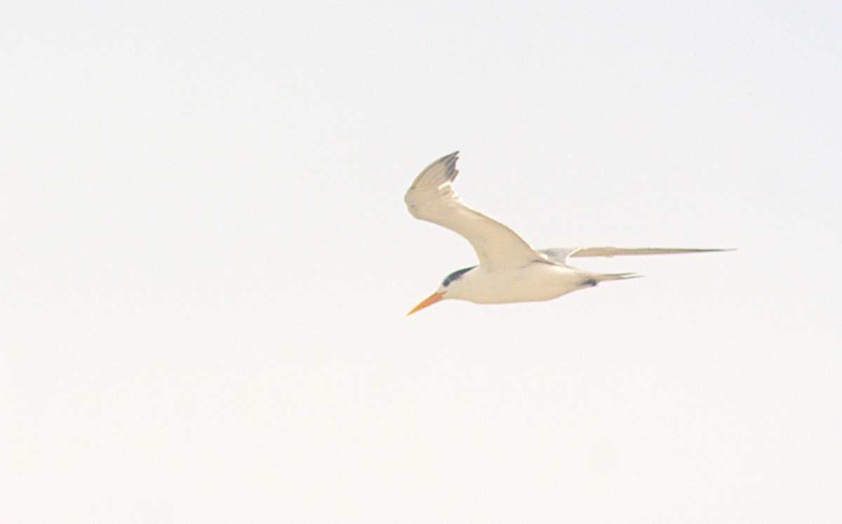 Lesser Crested Tern - ML630164539