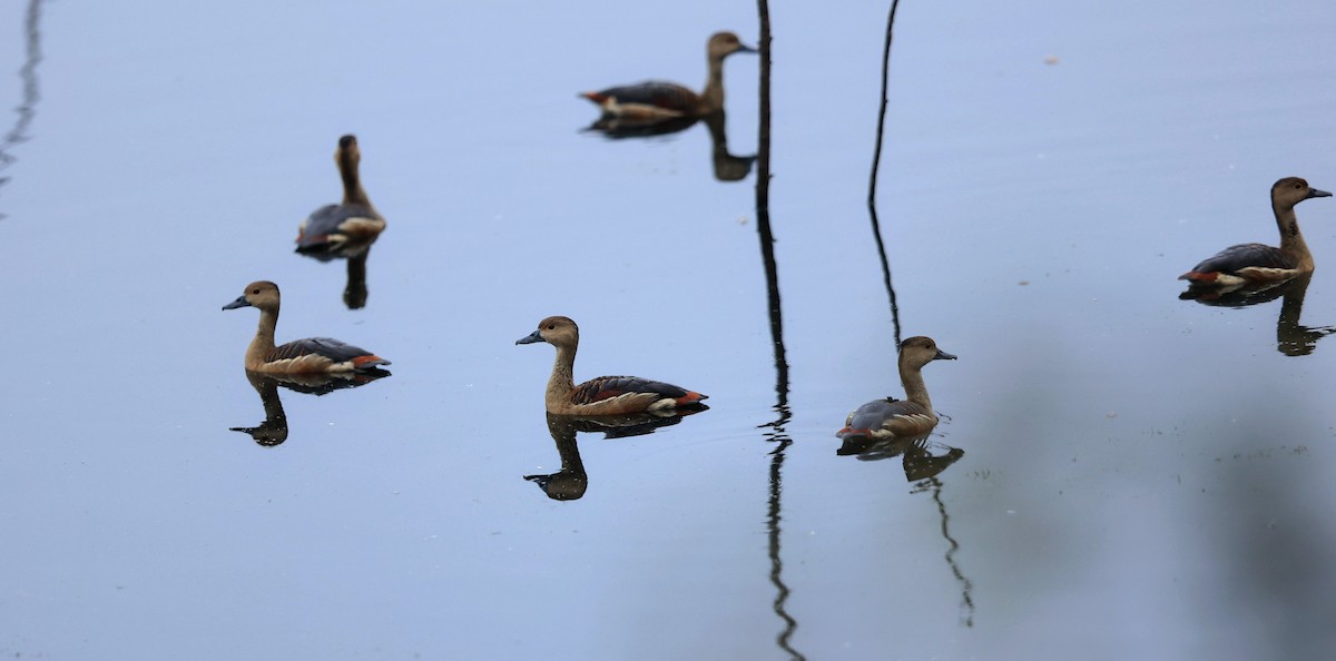 Lesser Whistling-Duck - ML630164685