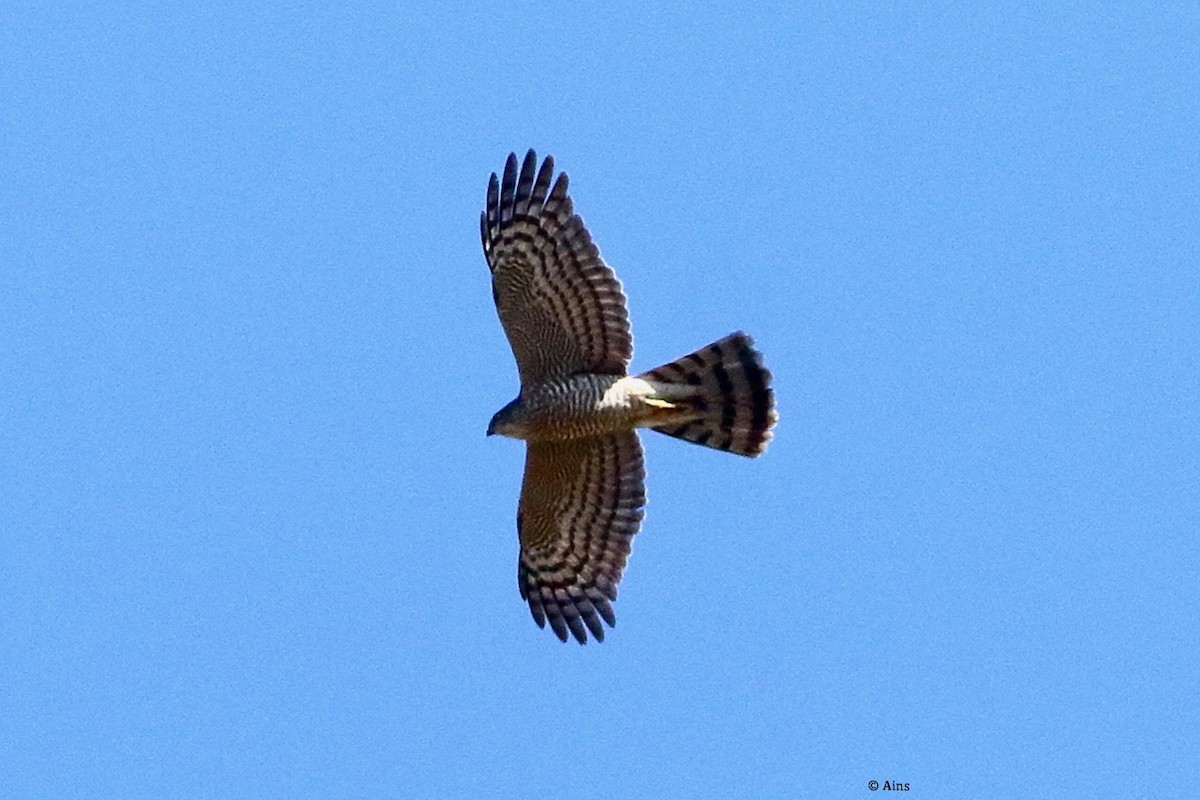 Eurasian Sparrowhawk - ML630164688
