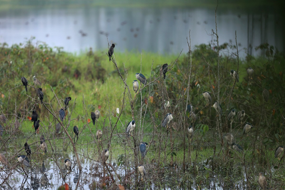 Black-crowned Night Heron - ML630164694