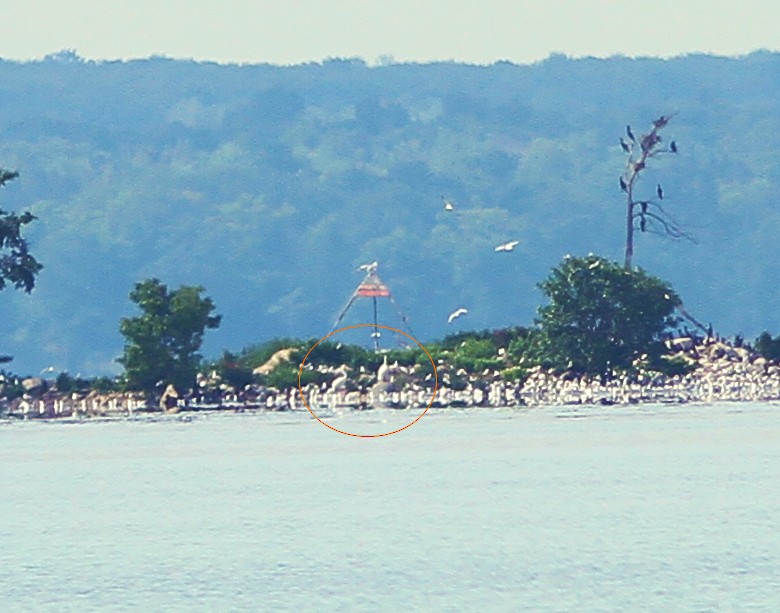 American White Pelican - ML63016471