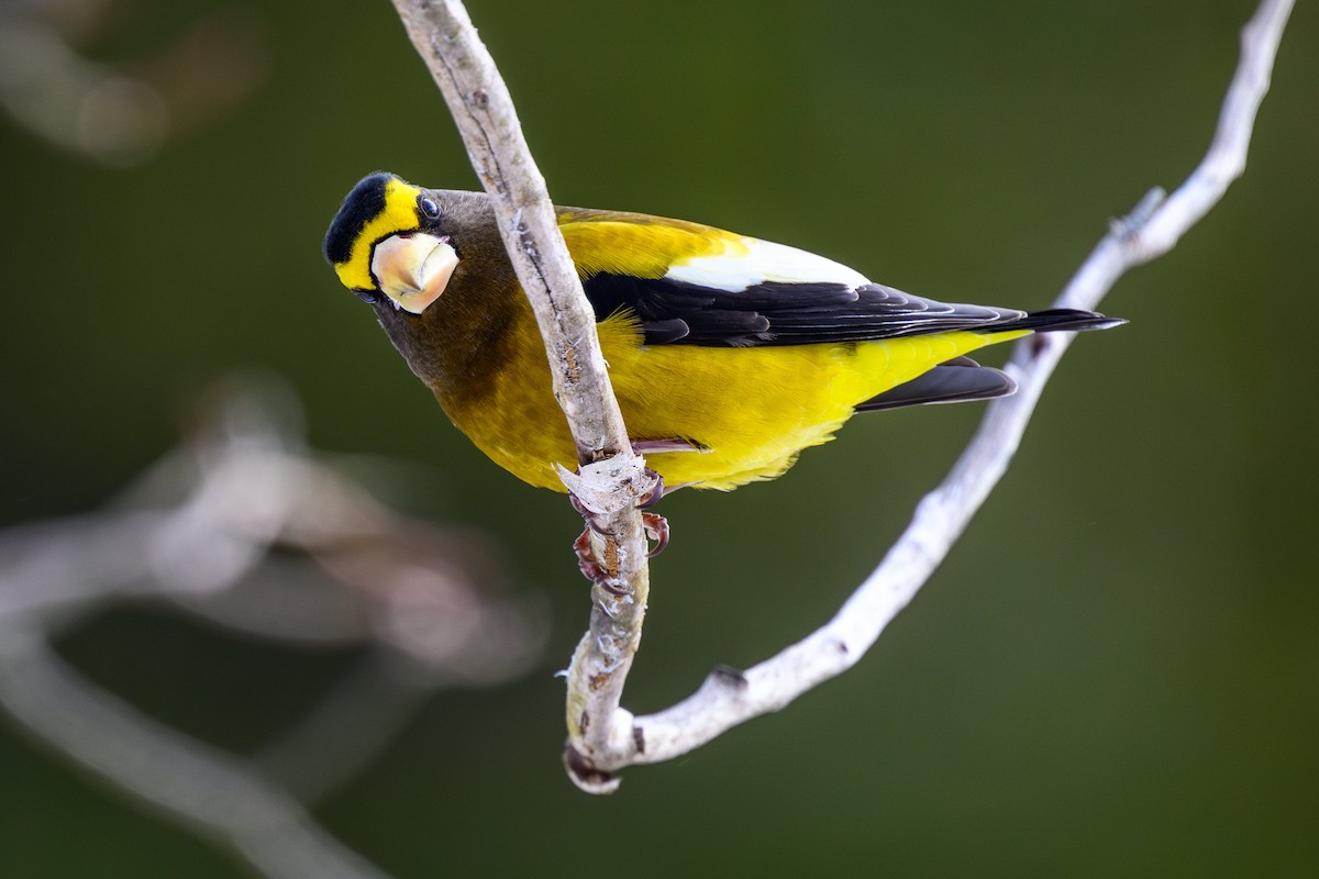 Evening Grosbeak - ML630164715