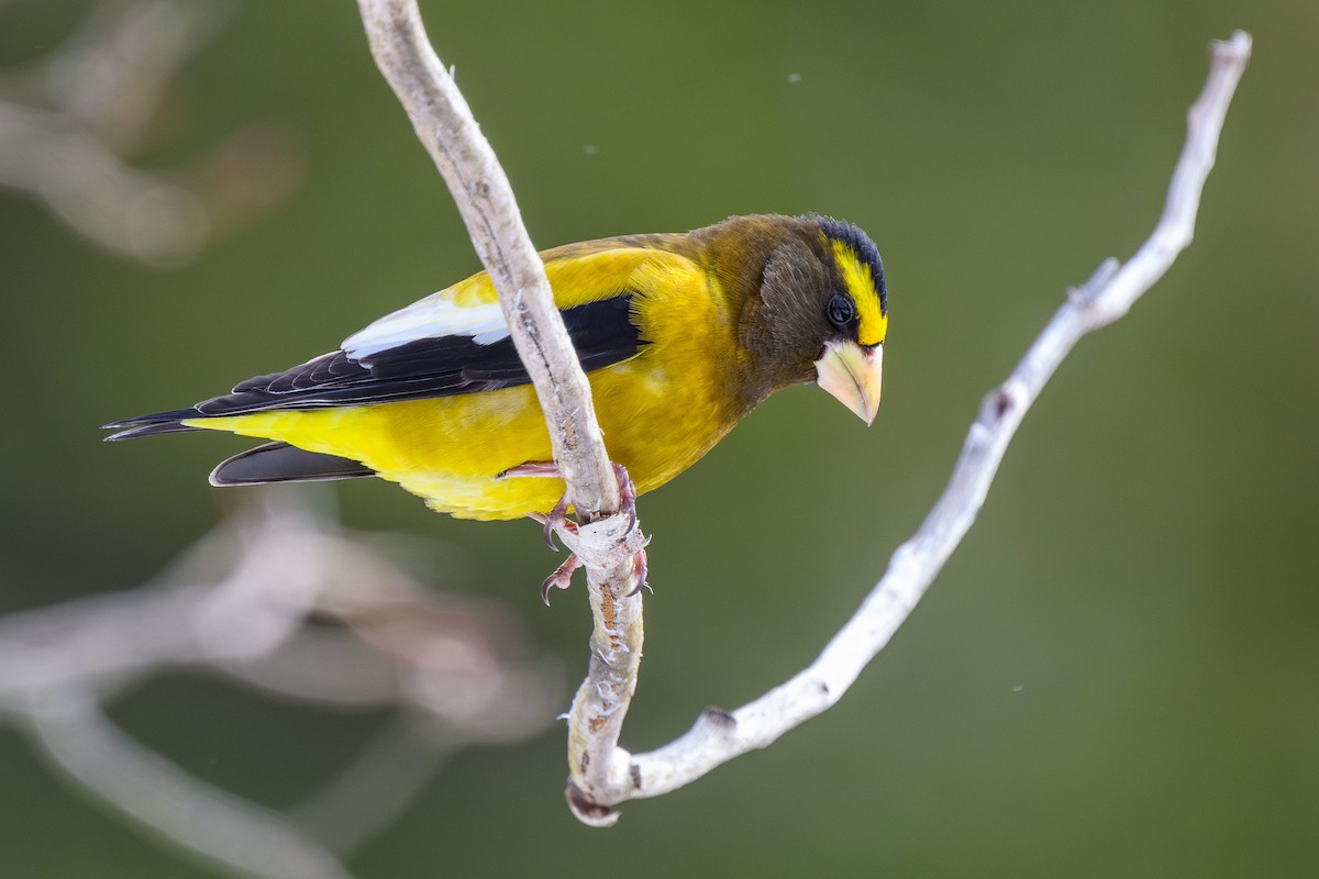 Evening Grosbeak - ML630164716