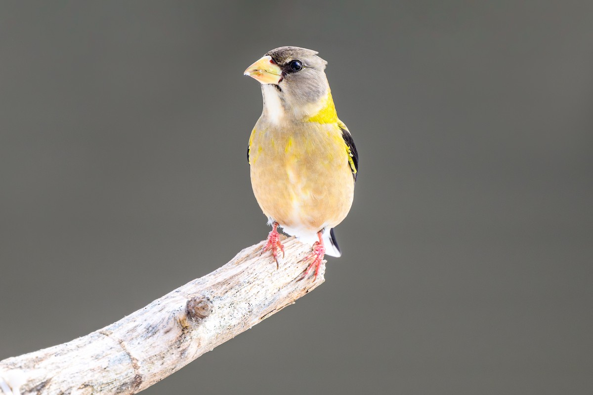 Evening Grosbeak - ML630164717