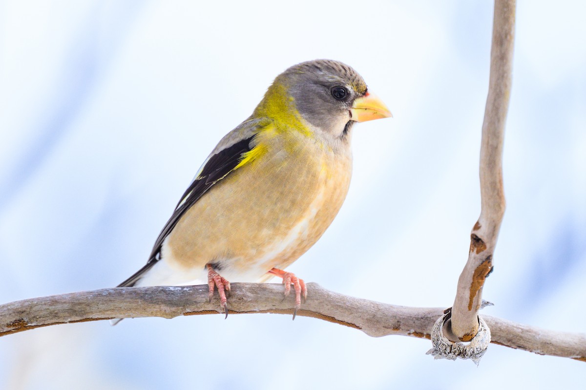 Evening Grosbeak - ML630164718