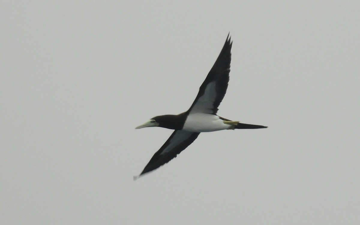 Brown Booby - ML630164921