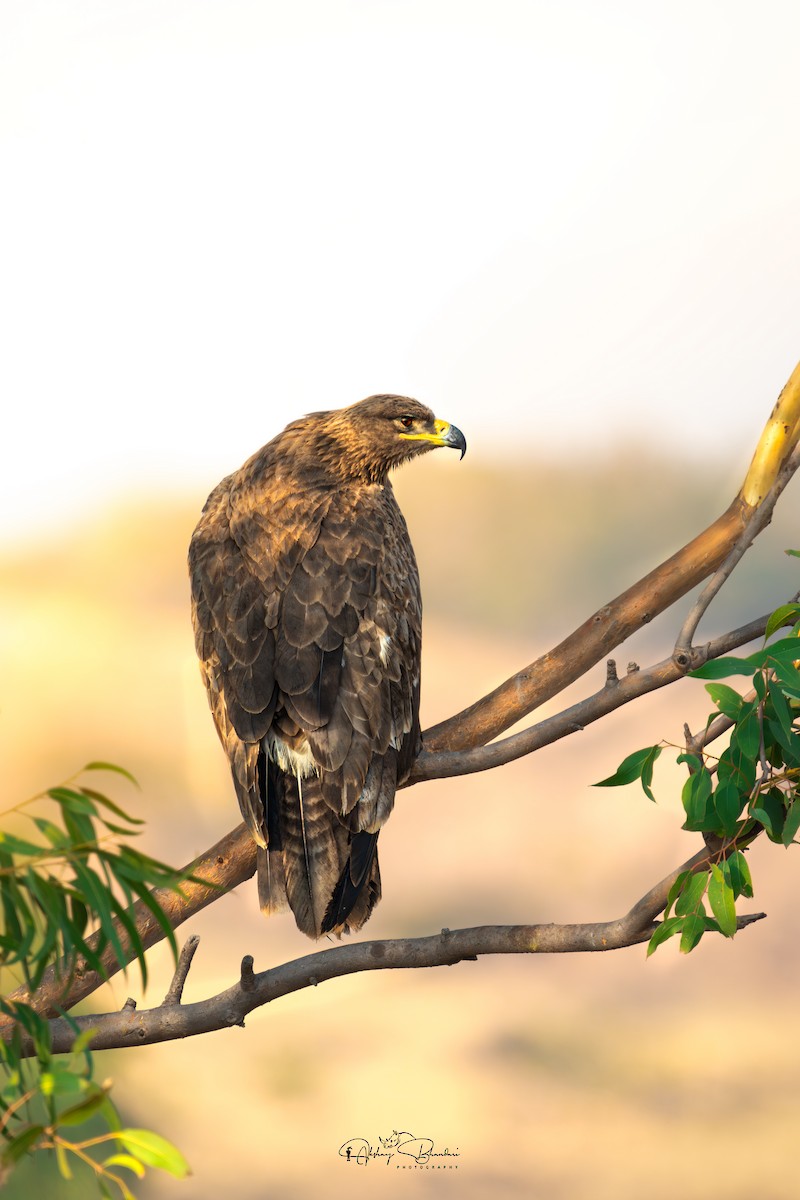 Steppe Eagle - ML630165051