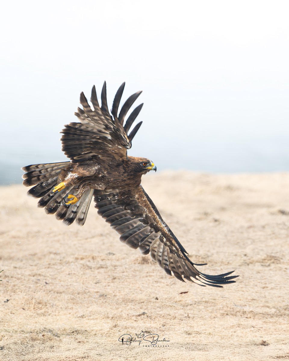 Booted Eagle - ML630165055