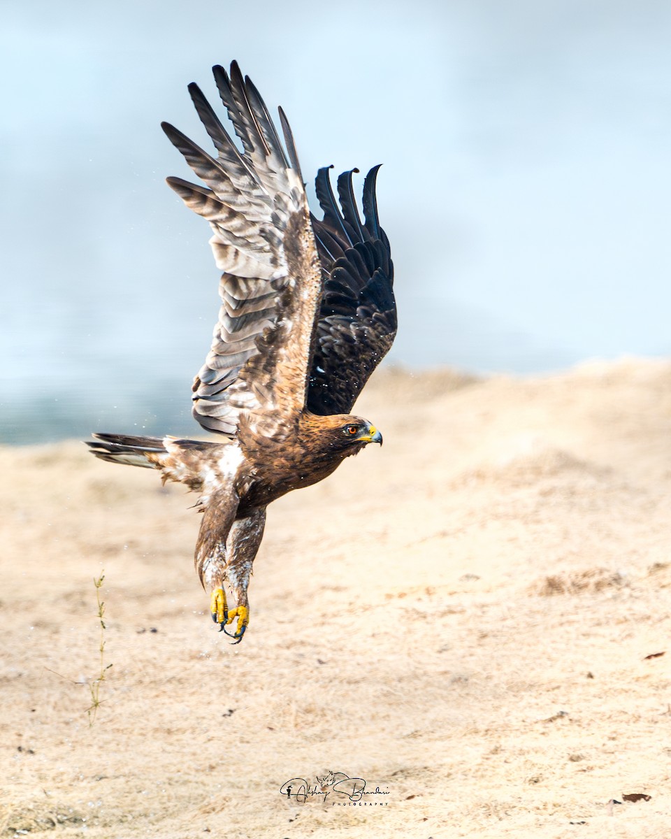 Booted Eagle - ML630165056