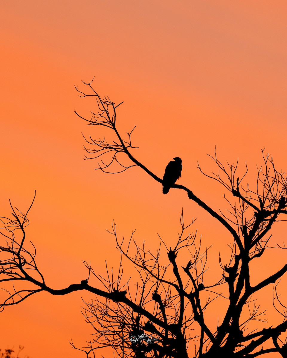 Greater Spotted Eagle - ML630165063