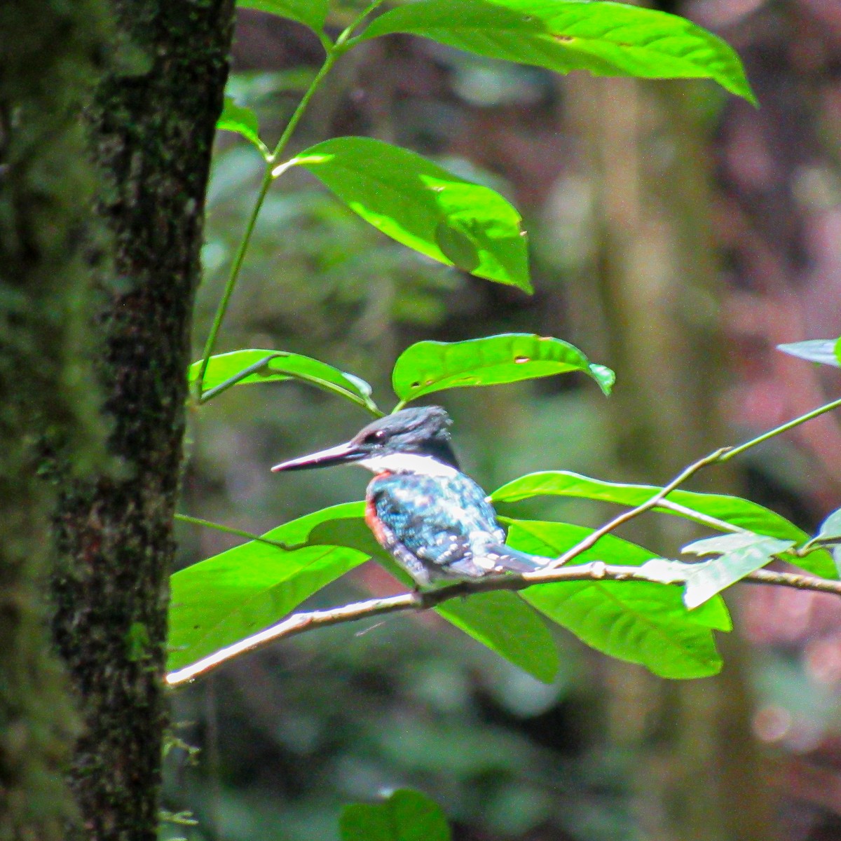 Green Kingfisher - ML630165176