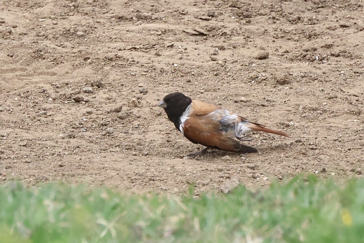 Black-headed Canary - ML630165323
