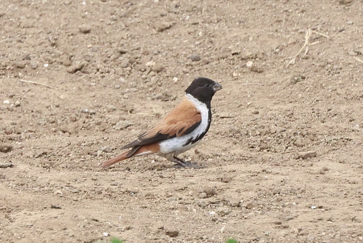 Black-headed Canary - ML630165324