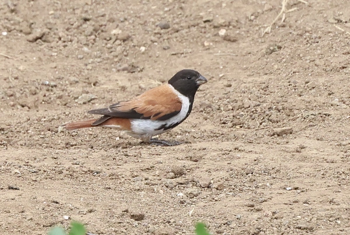 Black-headed Canary - ML630165325