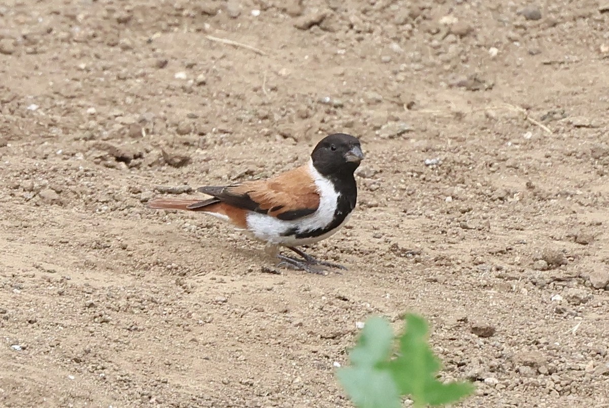 Black-headed Canary - ML630165327