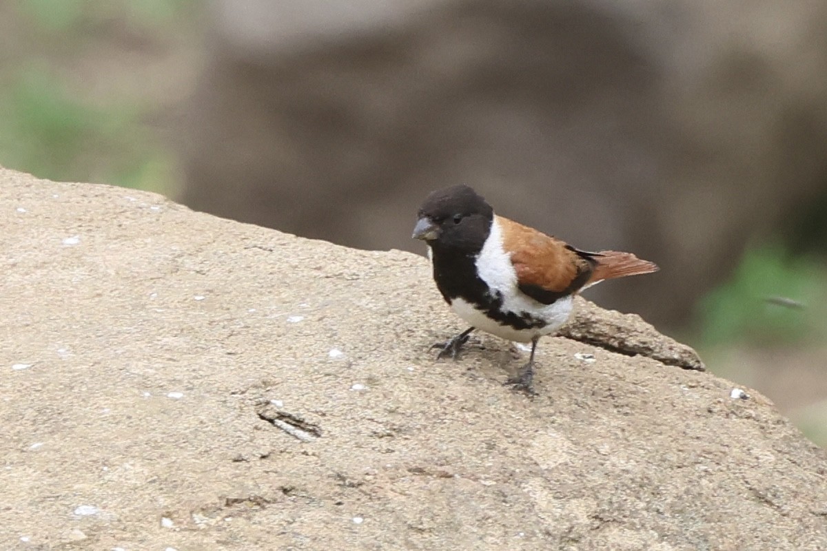 Black-headed Canary - ML630165328