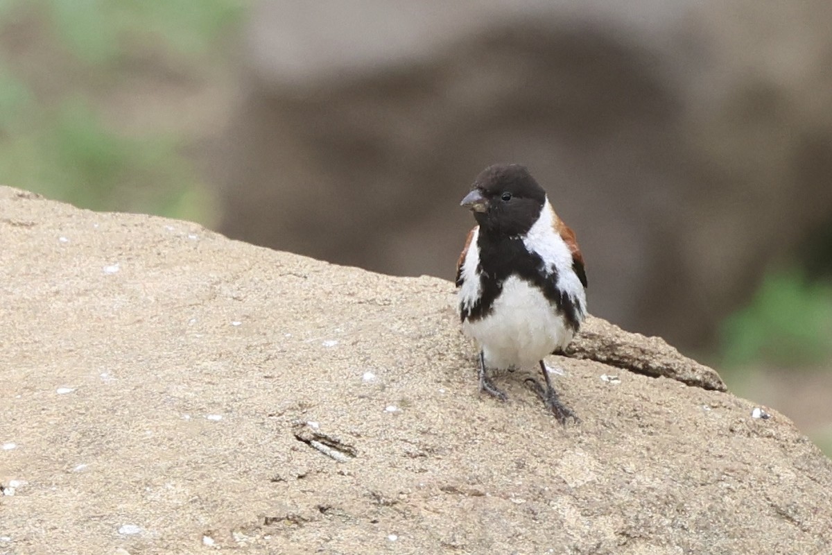 Black-headed Canary - ML630165329