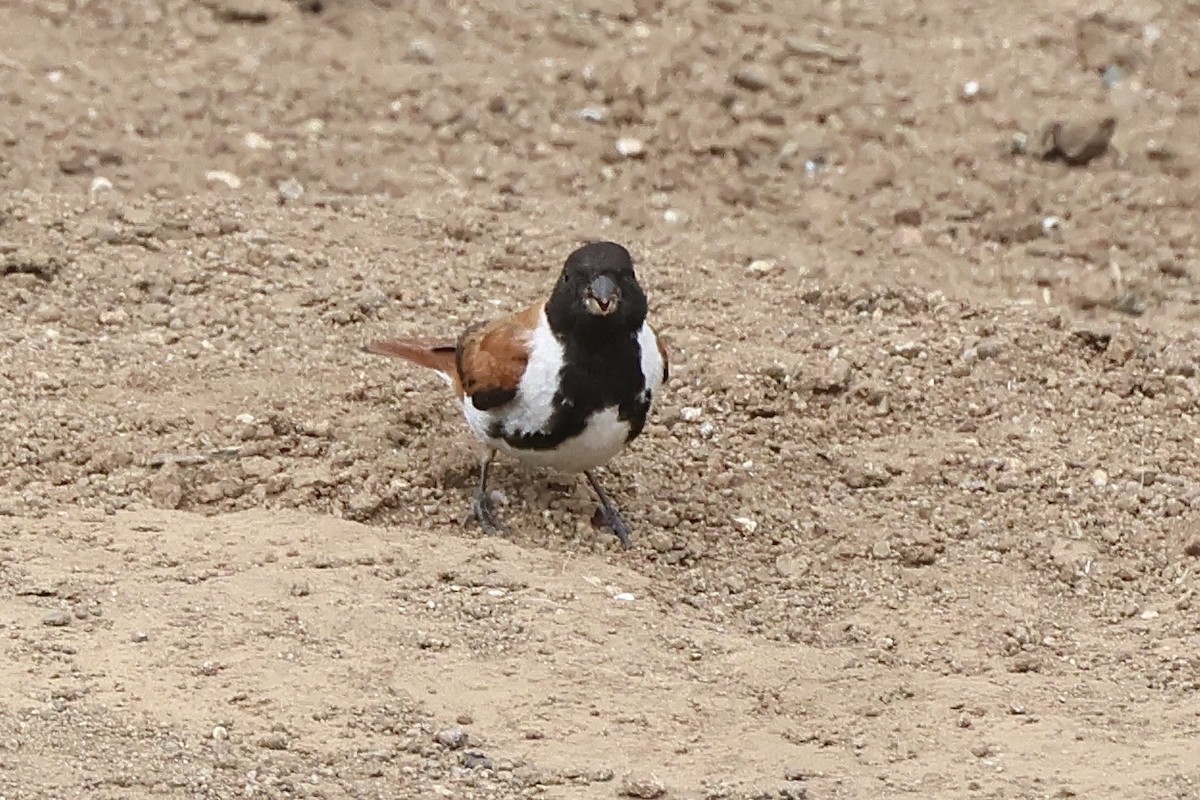 Black-headed Canary - ML630165331