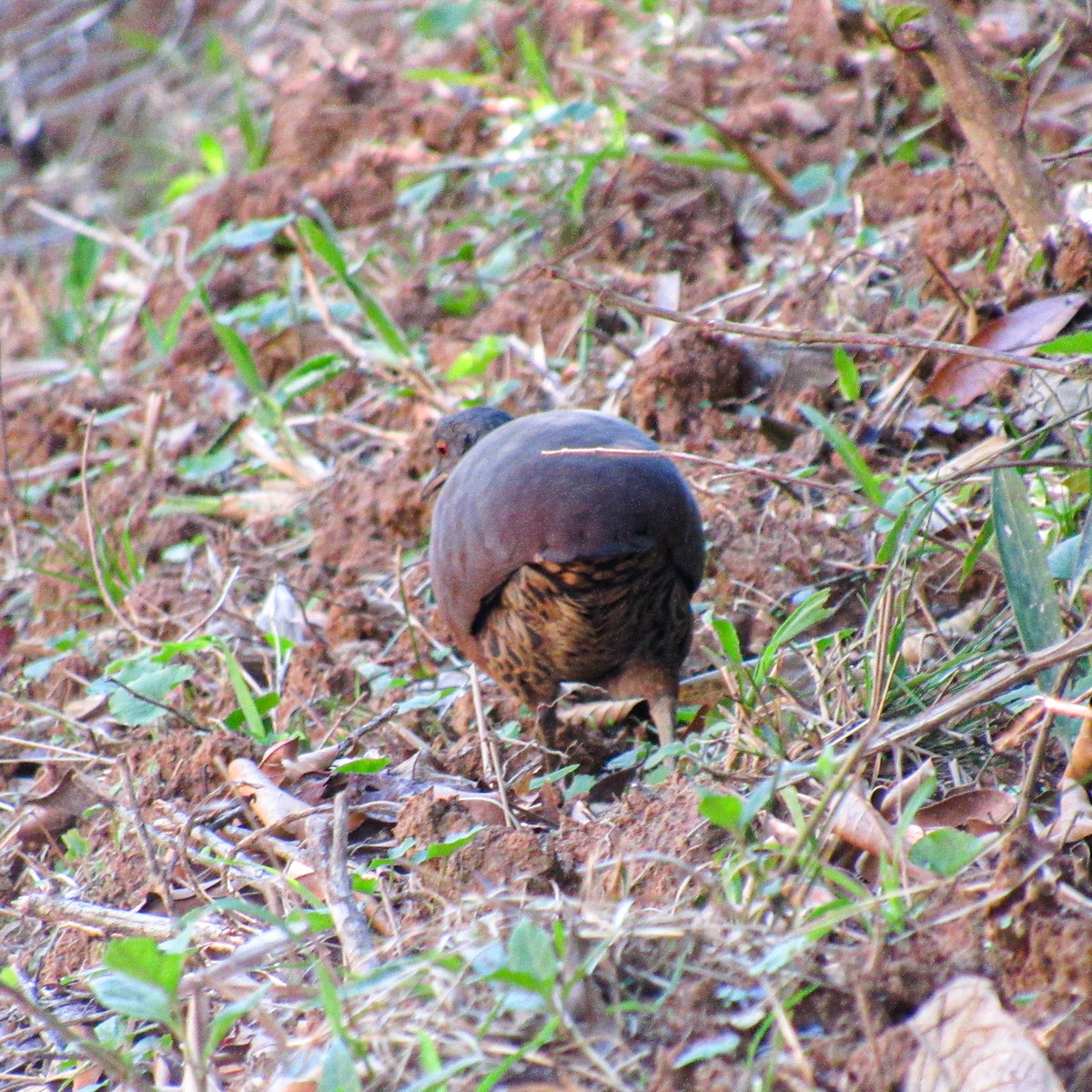 Brown Tinamou - ML630165344