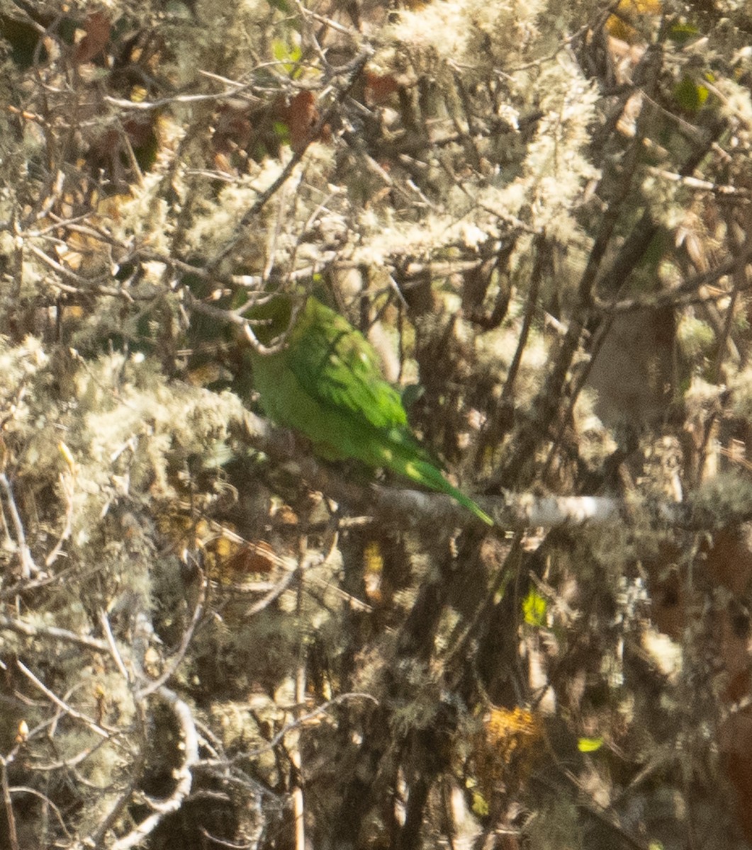 Andean Parakeet - ML630165455