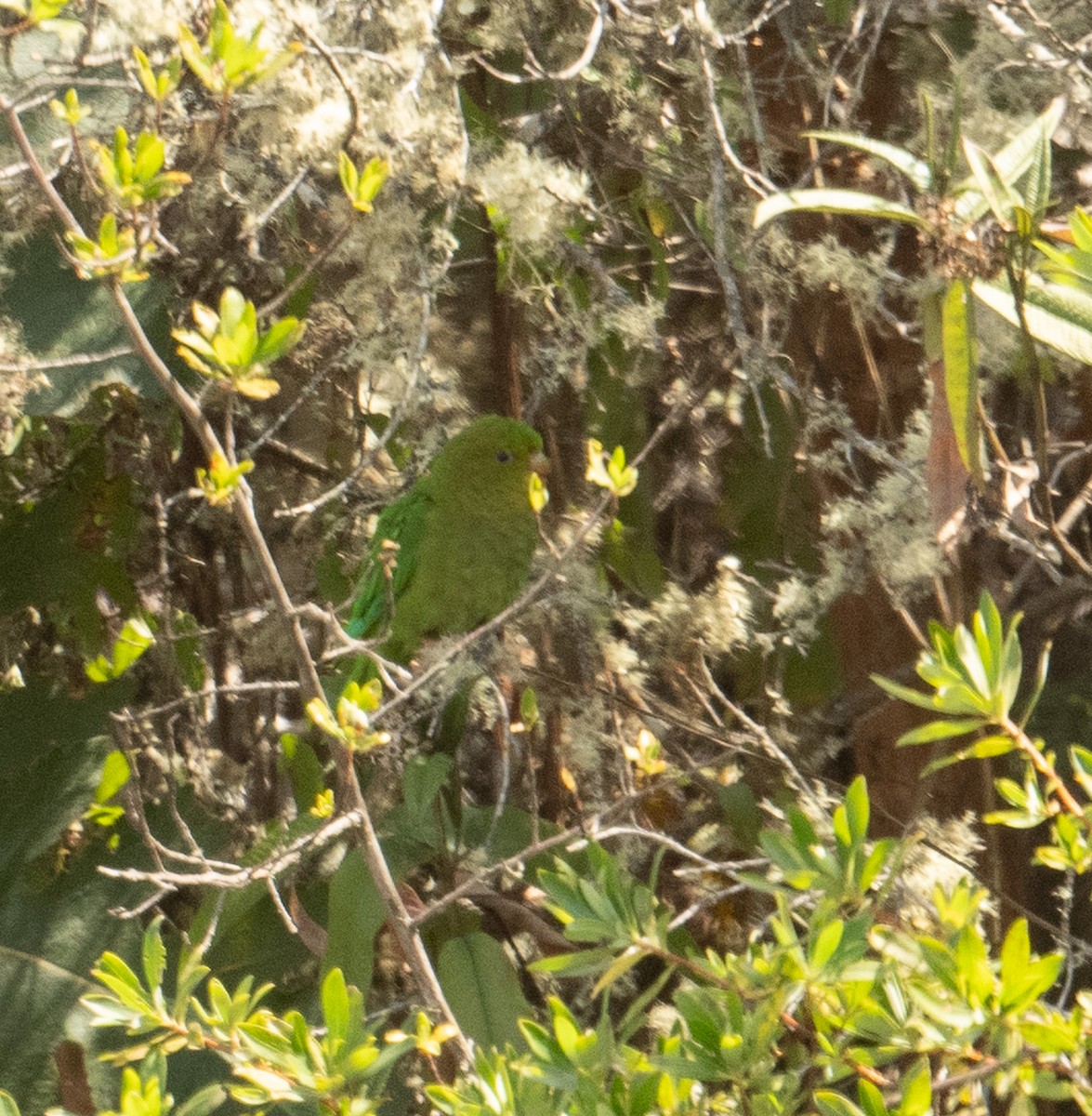 Andean Parakeet - ML630165457